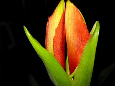 Green plant red