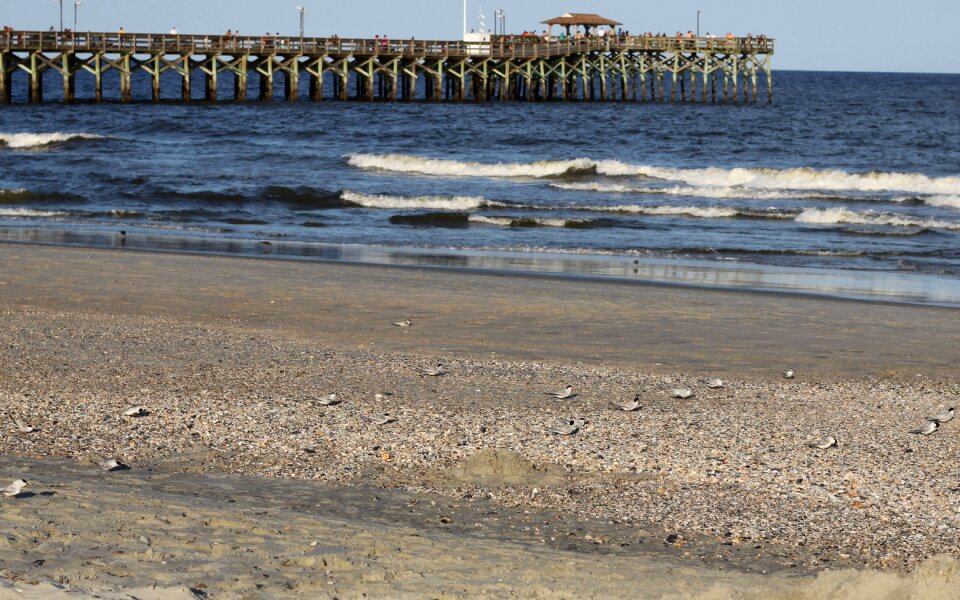 Sea birds sand waves