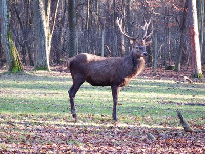 Hunting forestry wildlife park