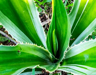 Agave agavengewächs plant