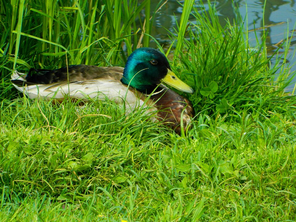 In the grass male beach