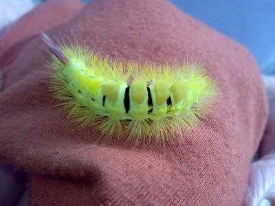 Hairy close up animal