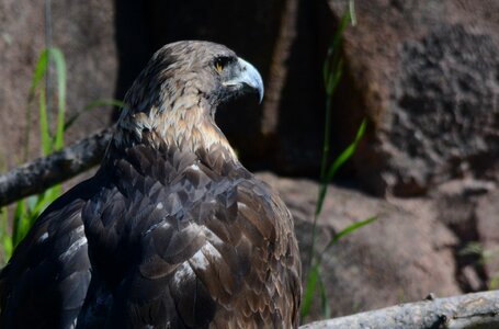 Raptor eagles majestic photo