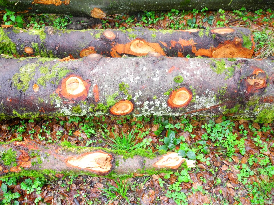 Weave wood moist