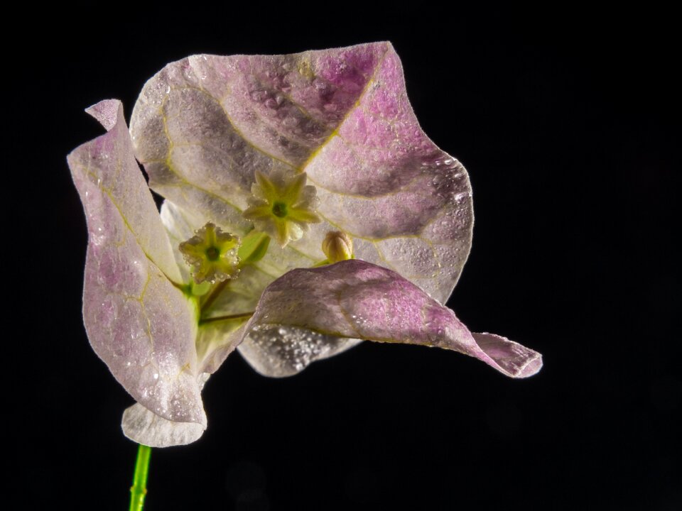 Flower bougainville triple flower