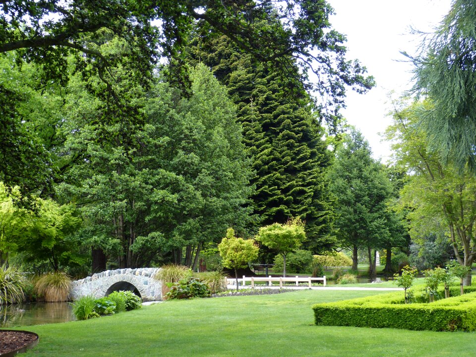 Meadow conifer nature