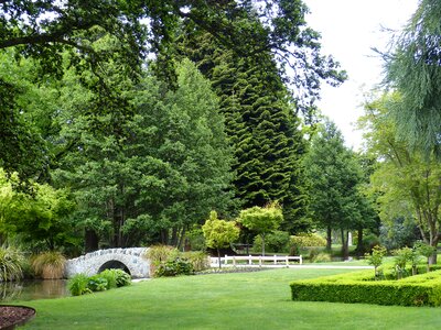Meadow conifer nature