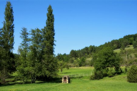 Hill forest trees