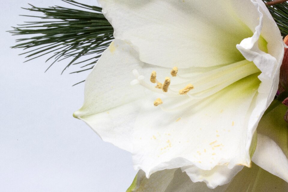 Botany close up inflorescence
