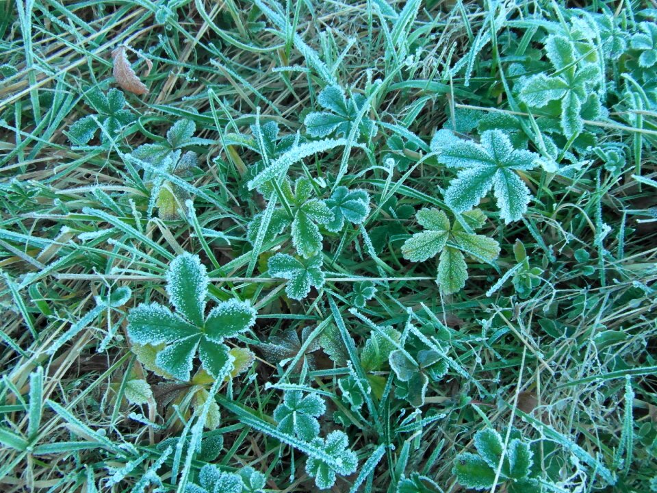 Meadow frozen frost