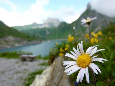 Water mountain lake flower