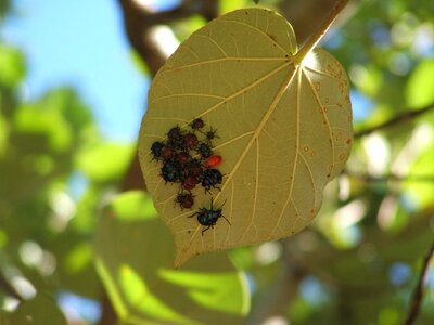 Beetles leaf nature