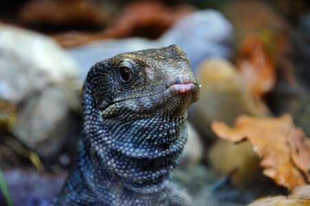 Zoo dragon lizard