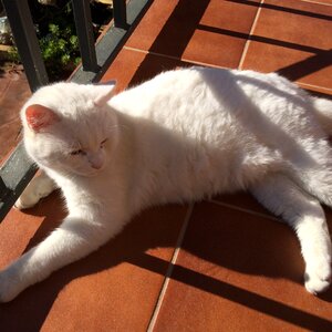 Cat fat animal