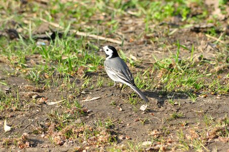 Beach bird pond photo