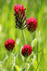 Red clover red wild flower photo