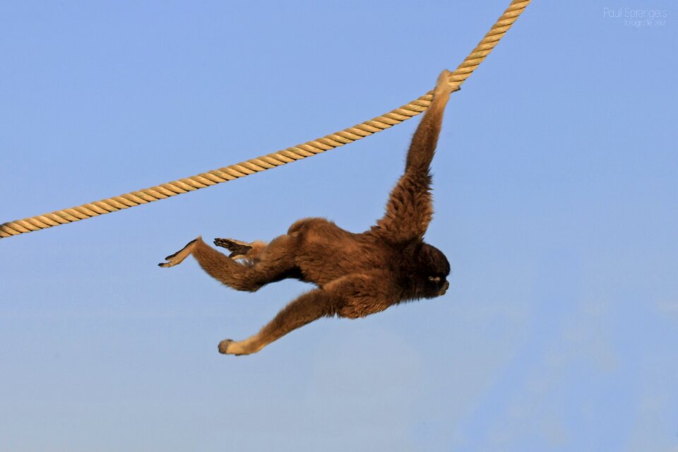 Monkey monkeys zoo