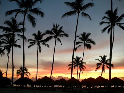 Sunrise sea palm photo