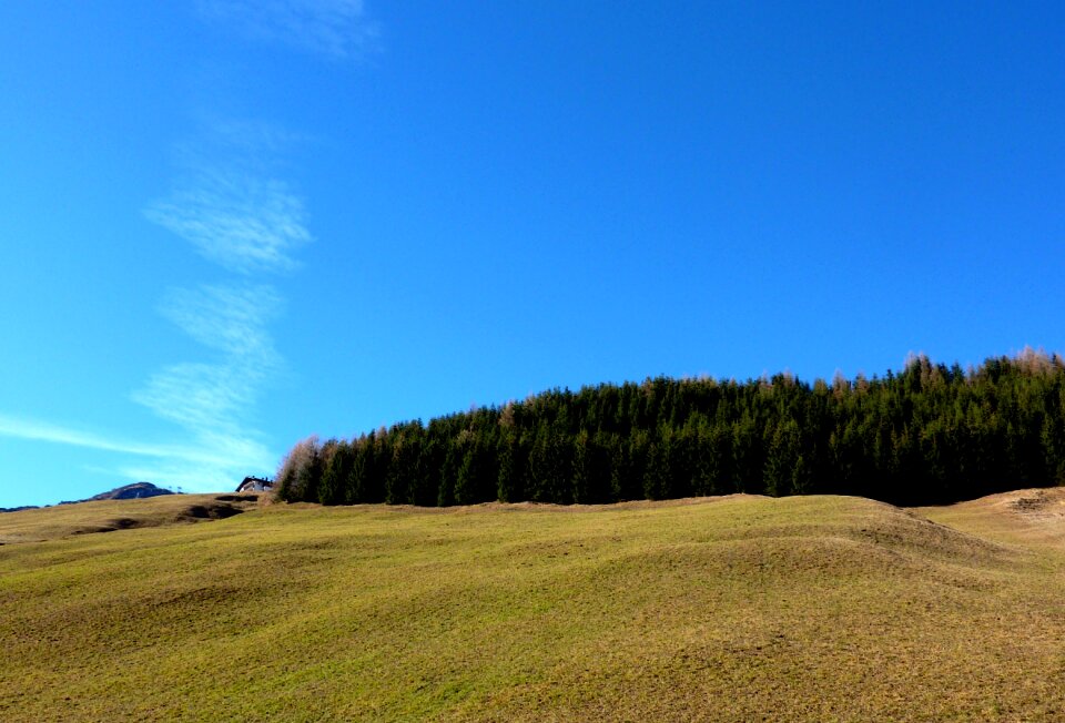 Alpine meadow mountain meadow