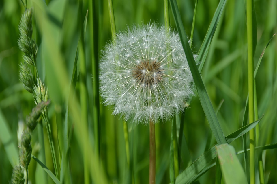 White green meadow