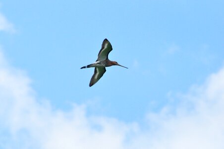 Bird sky wings