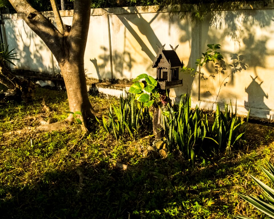 Spirit house morning sun tree