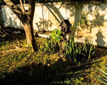Spirit house morning sun tree