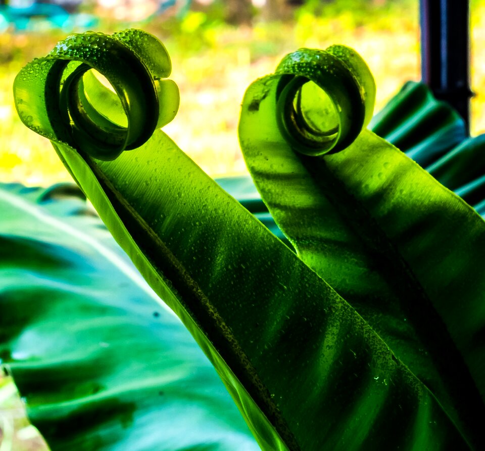 Fern leaf fern green