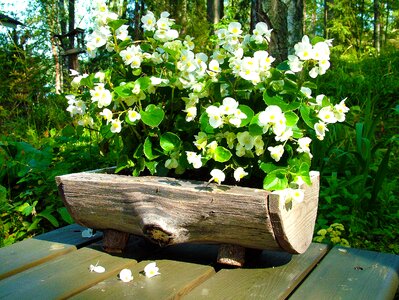 Garden pot wooden photo