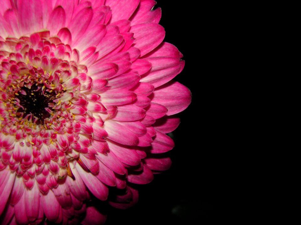 Flower plant gerbera