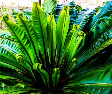 Fern leaf fern green