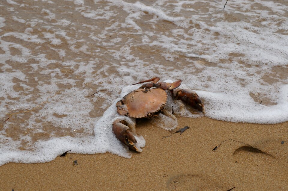 Crustacean seafood sea photo