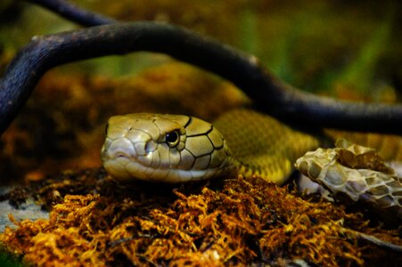 Scale snakehead reptile photo