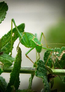 Grasshopper green macro photo