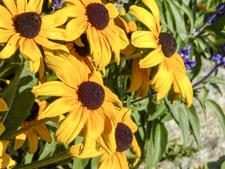 Nature yellow macro photo