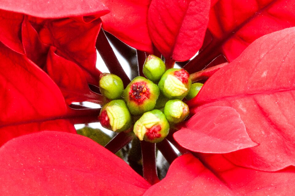 Euphorbia pulcherrima adventsstern