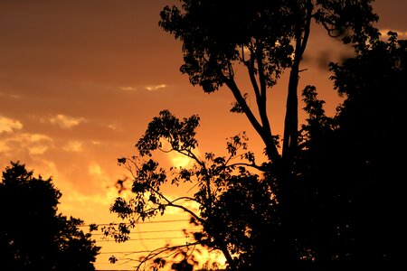 Silhouette sunset gold photo