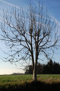 Nature winter landscape