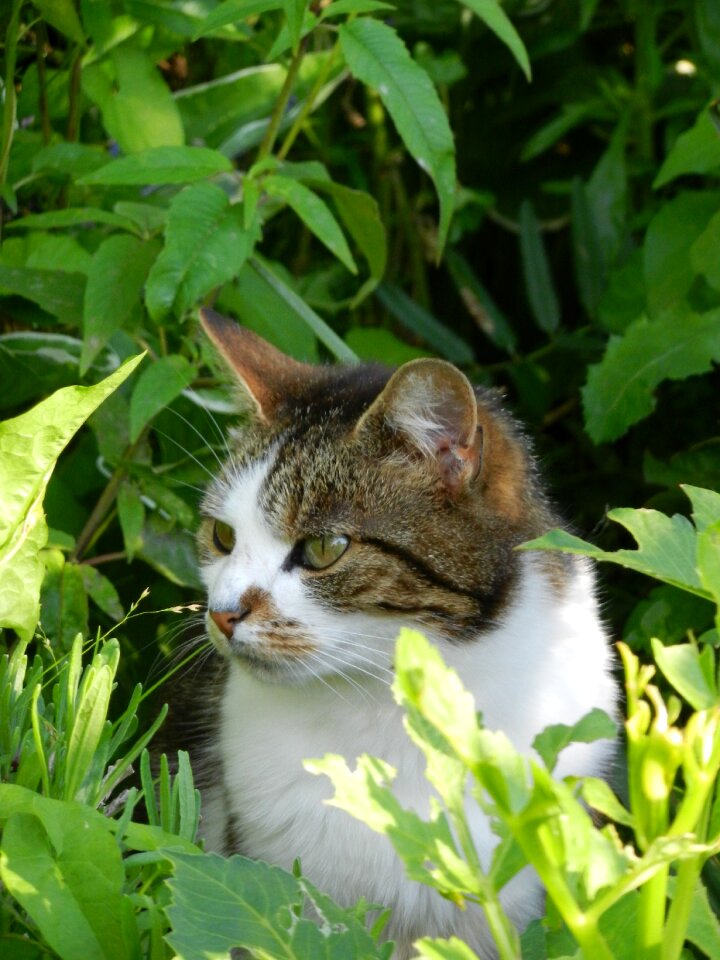 Garden green nature