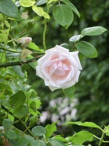 Rose fashion rose roses