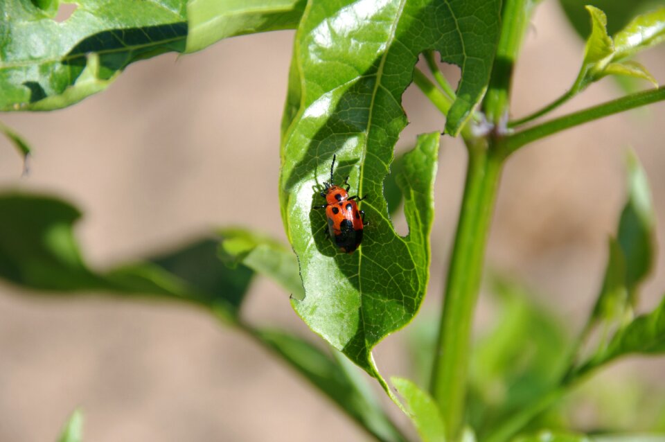 Bugs beetle beetles
