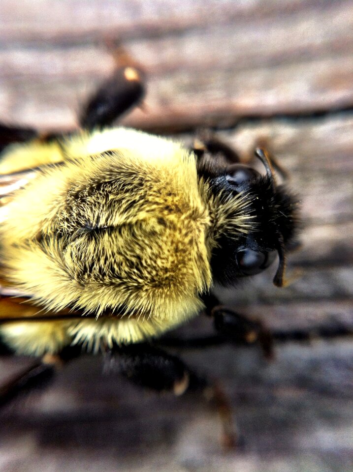 Insect nature animal
