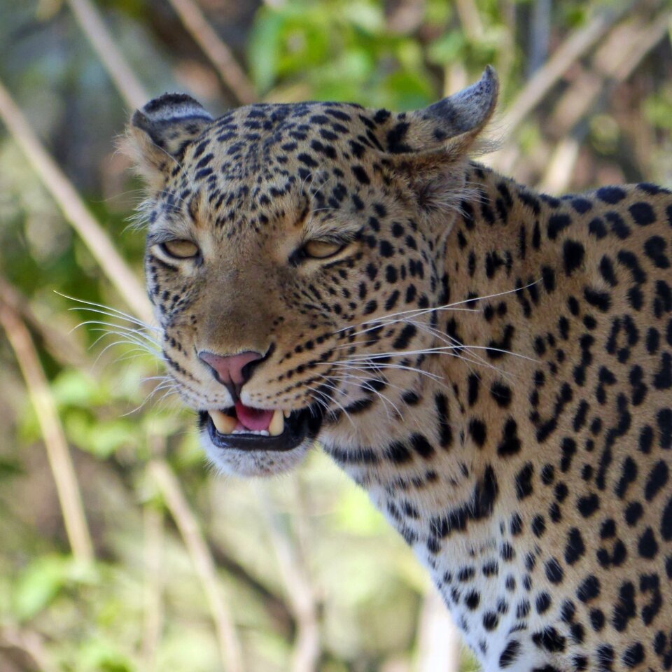 Botswana wildier safari