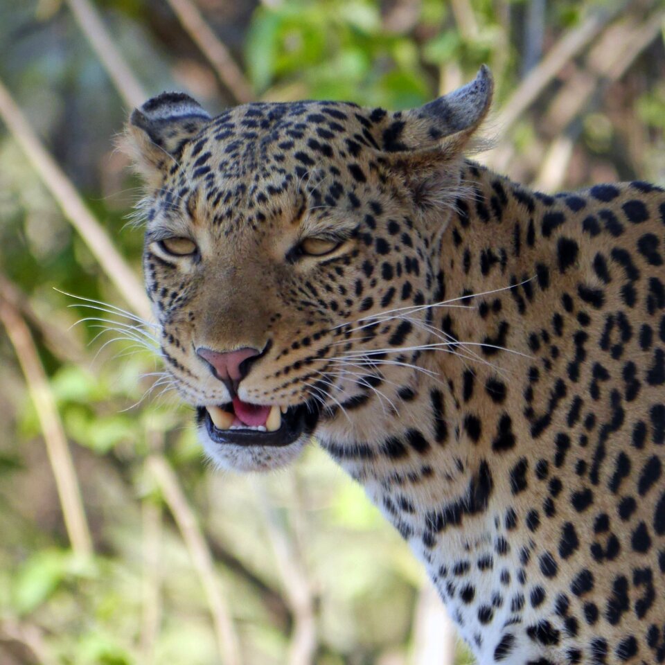 Botswana wildier safari photo