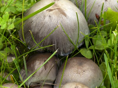 Nature plant toxic