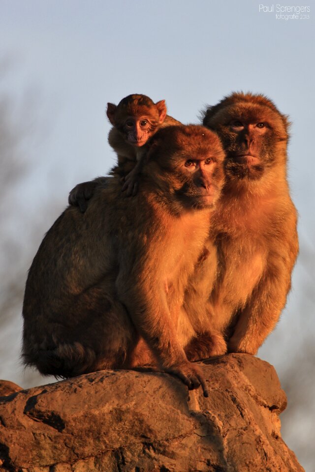 Monkey monkeys animals