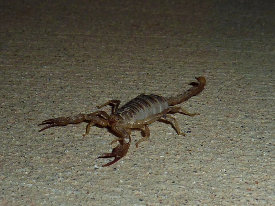 Sting animal toxic
