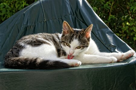 Domestic cat fur clean