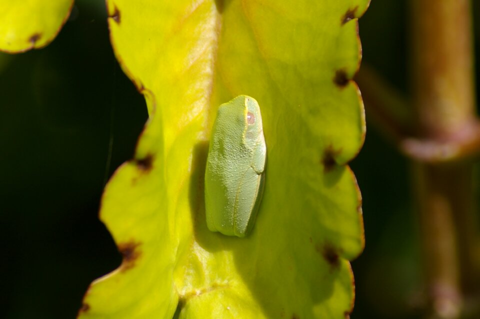 Animal green green tree frog