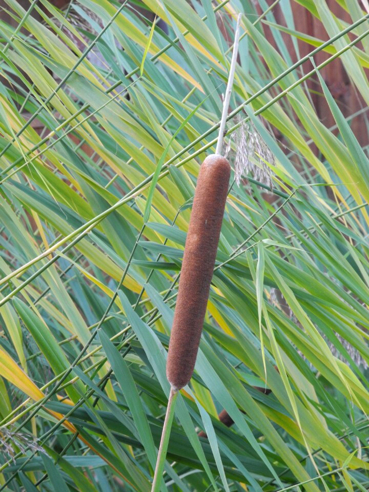 Horsetail marsh plant green